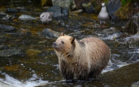 Мокрый бурый медведь охотится в реке 