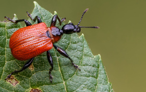 Оранжевый жук Трубковёрт орешниковый сидит на зеленом листе