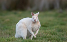Белый кенгуру на зеленой траве 