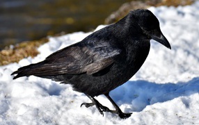 Черный ворон стоит на холодном снегу 