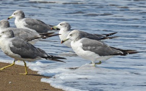 Стая серых чаек в воде у моря 