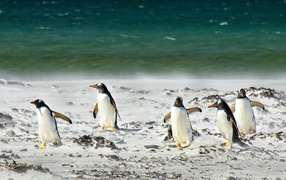 Стая пингвинов на снегу у моря