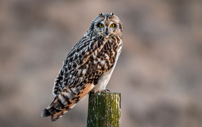 Большая серая птица сова сидит на дереве 