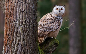 Большая сова сидит на покрытой мхом ветке