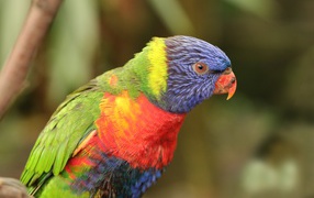 Разноцветный попугай с маленьким клювом 