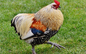 Красивый домашний петух идет по траве 