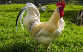 Красивый белый домашний петух на зеленой траве 