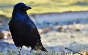 Большой черный ворон крупным планом