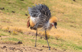 Большой серый журавль на земле 