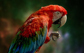 Большой ара с красной головой крупным планом 