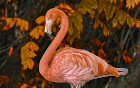 Большой розовый фламинго на фоне листьев 