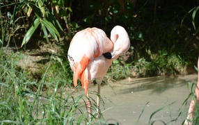 Большой розовый фламинго стоит в воде