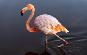 Большой розовый фламинго идет по воде