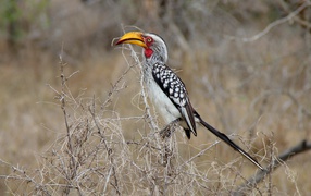 Большая  птица носорог сидит на ветке 