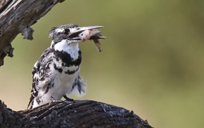Птица пестрый зимородок с рыбой в клюве 