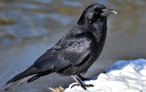 Черный ворон сидит на снегу