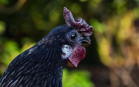Черная домашняя курица крупным планом