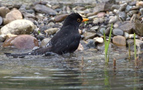 Черный дрозд купается в воде