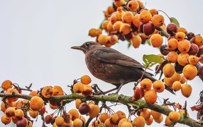 Черный дрозд сидит на ветке с ягодами
