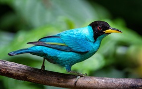 Голубой зеленый медонос сидит на ветке 