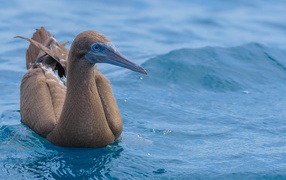 Птица Бурая олуша в воде