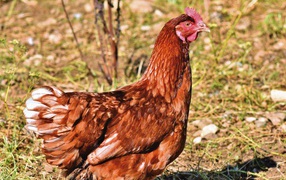 Коричневая домашняя курица на улице 