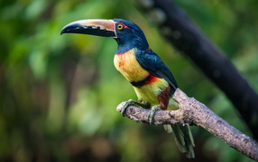 Ошейниковый арасари сидит на ветке дерева