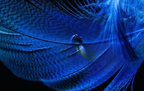 Капля росы на голубом перышке на черном фоне 