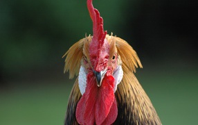 Домашний петух с красным гребнем 