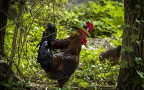 Домашние петухи гуляют в лесу