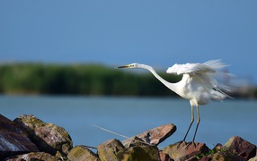 Белая цапля на камне готовится к взлету