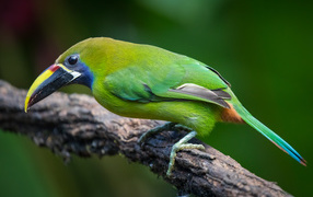 Изумрудный туканет сидит на ветке дерева