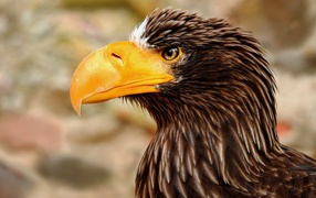 Гигантский орел с острым желтым клювом