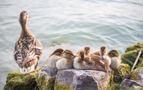 Серая утка с утятами на камне