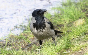 Большая серая ворона на зеленой траве