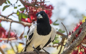 Большая черно-белая сорока сидит на ветке дерева 
