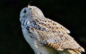 Большая белая сибирская сова на черном фоне