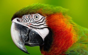 Голова зеленого попугая ара с острым клювом 