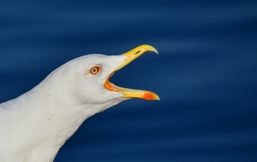 Ivory gull with open beak on blue background