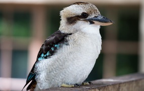 Птица Кукабара сидит на ветке дерева