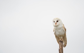 Большая сова сидит на ветке на сером фоне 