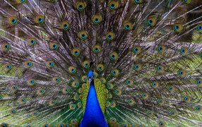 Large peacock with a beautiful tail