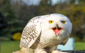 Большая снежная сова с открытым клювом 