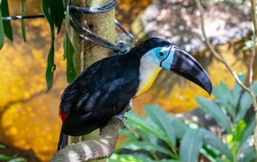 Большой тукан с острым черным клювом на ветке 