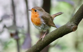 Маленькая птичка с черными глазами сидит на ветке