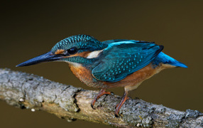 Маленькая голубая птичка зимородок на ветке дерева 