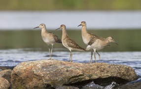 Маленькие птички фифи на камне у воды 