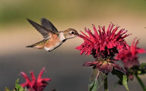 Маленькая птичка колибри над красным цветком