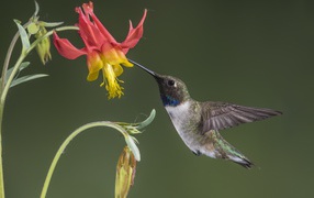 Маленькая птица колибри собирает нектар с водосбора