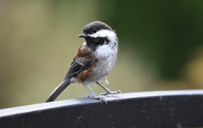 Маленький воробей сидит на перилах 
